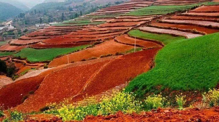 主要分布在南方丘陵,红壤区红壤荒漠化04高原鼠兔这里昼夜,季节温差大