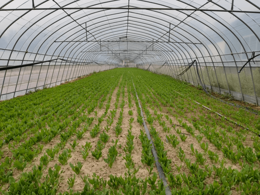 大棚小叶菜防草难一个小妙招省事又有效