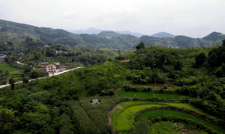 兴义镇可谓让人垂涎欲滴色泽诱人,形状饱满的果实正值丰都桃李大丰收