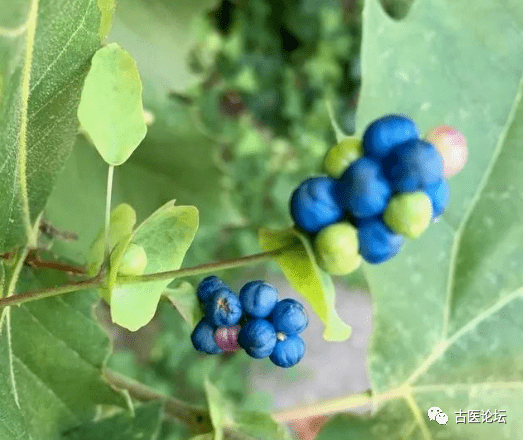 化金板草药治图片