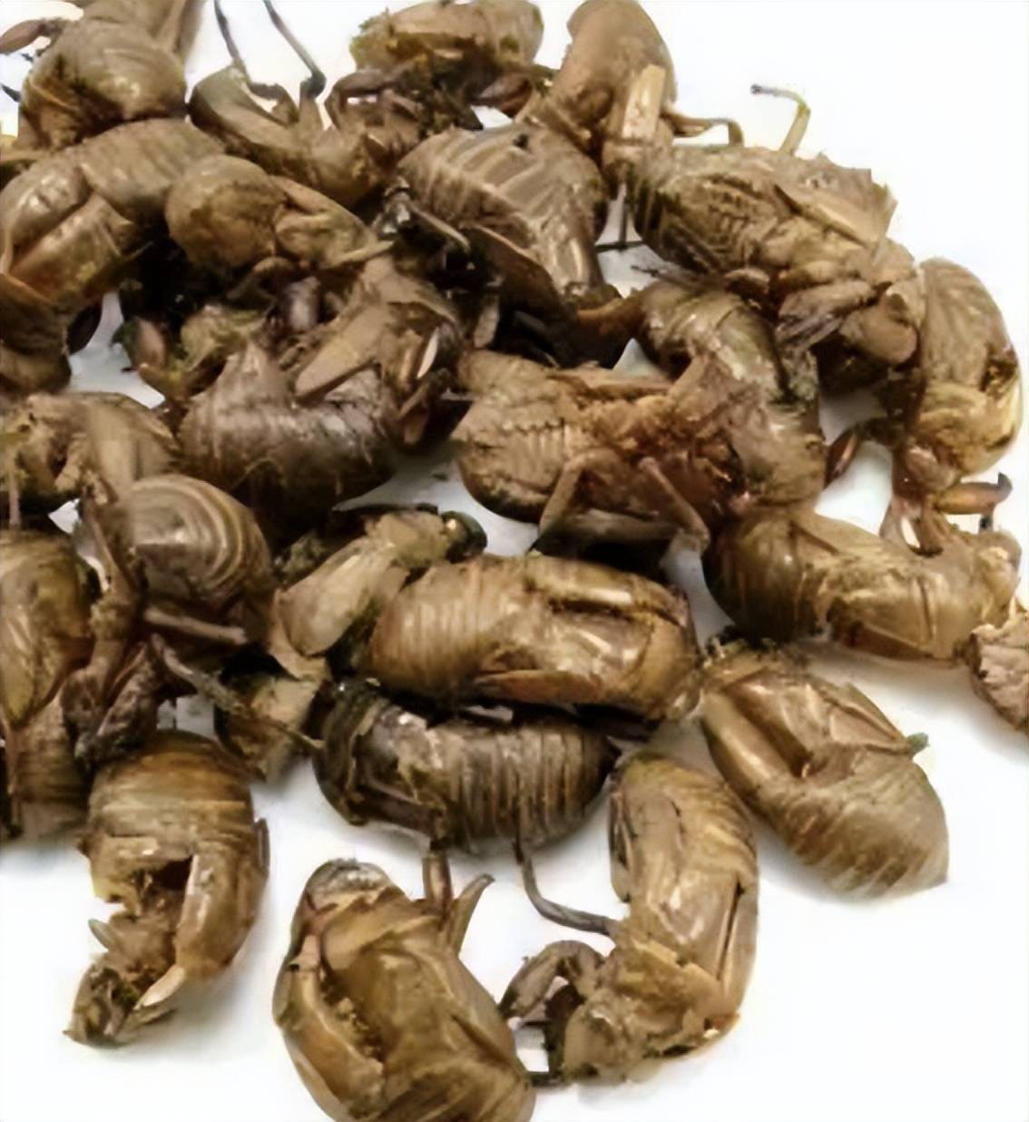 家有"夜哭郎",蝉蜕来帮忙_小儿_成份_用量