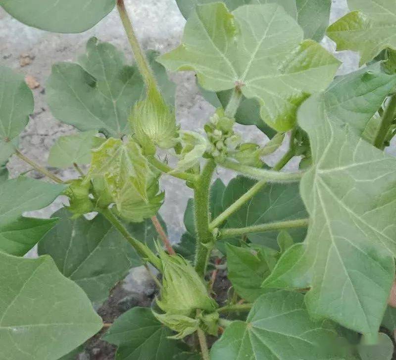 棉花现蕾盛期至初花期田间管理技术指导建议