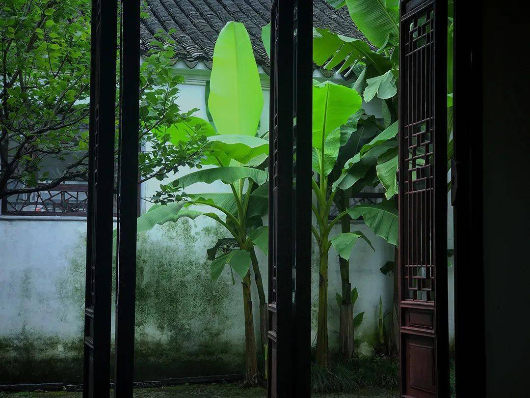 芭蕉_沈周_苏州