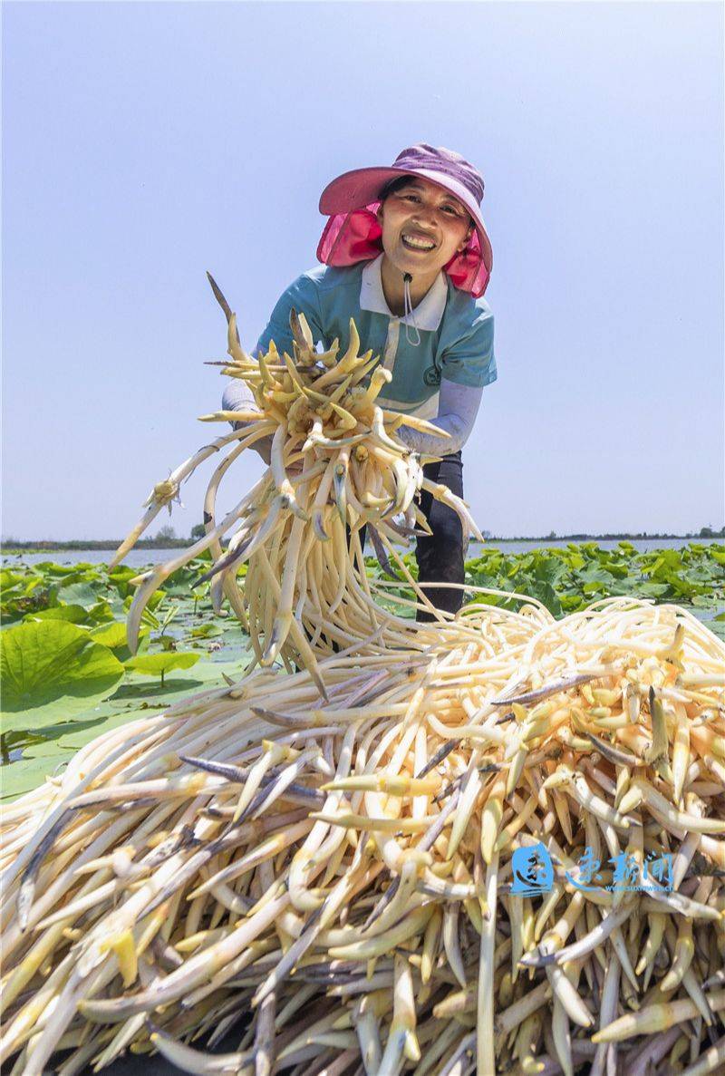 加工厂,并采取"支部 合作社 采摘户"的运作模式,确保所采藕带销路稳定