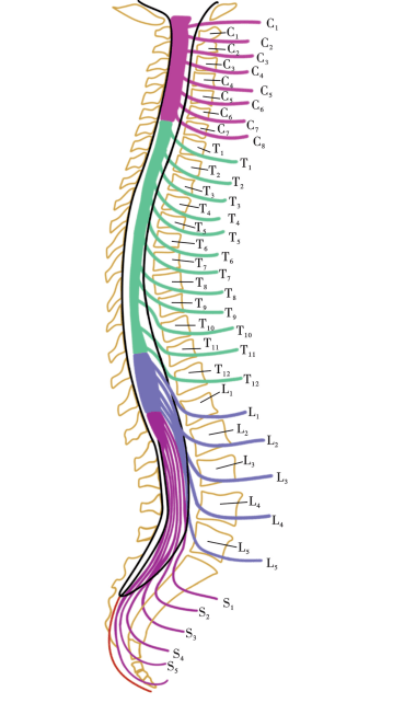31对脊神经口诀图片