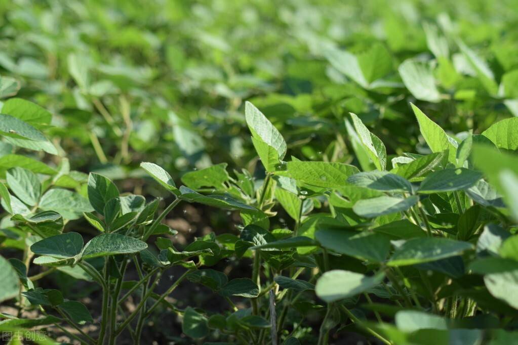 春大豆高产栽培技术规程
