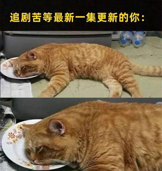 20张猫咪meme图