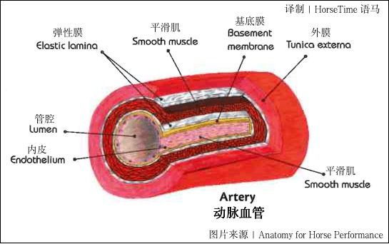 血管内皮结构图片