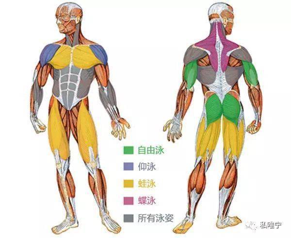 保持身体呈稳定的流线型,以减少阻力;前臂肌肉,在划水时获得更多推进