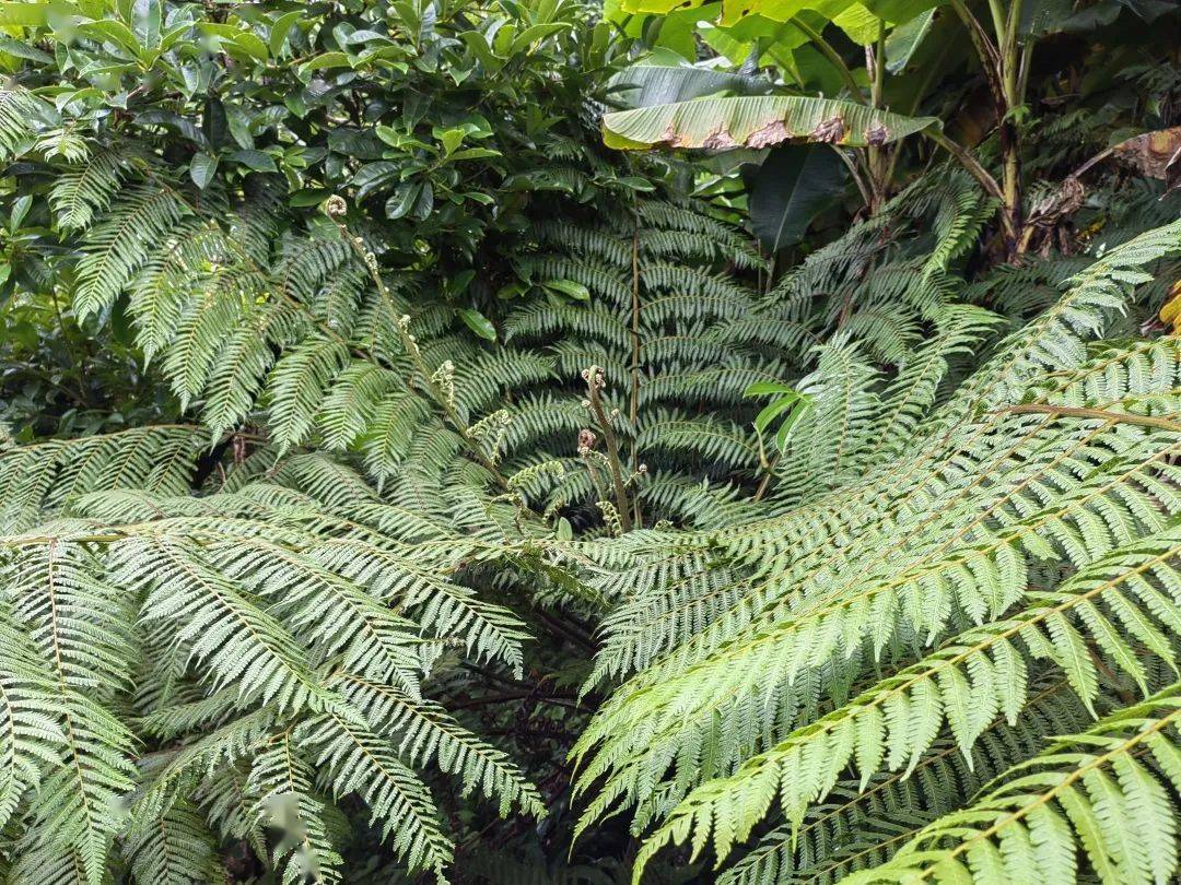 澜沧富邦发现恐龙同时代的"蕨王"--桫椤群_富邦乡_植物_国家