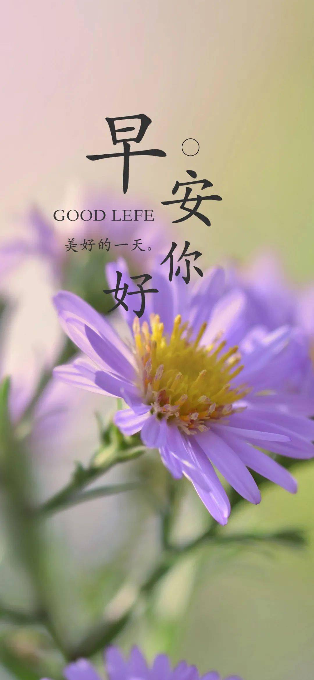 早上好,愿美好的一天属于你!_问候_安好_心情