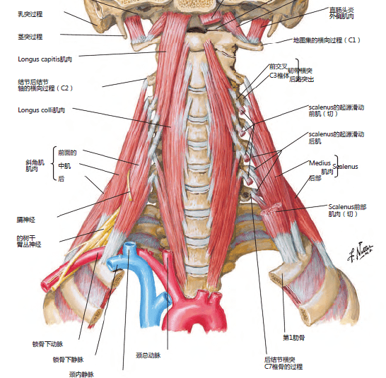 人体主要筋膜的联通关系对区域麻醉的意义