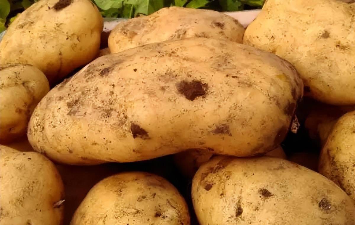 土豆是发物吗图片