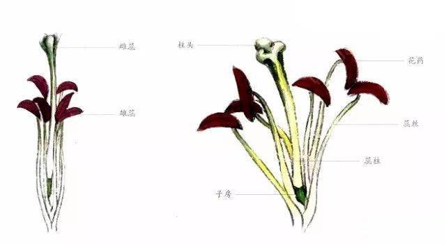 图文教程百合工笔画法解析