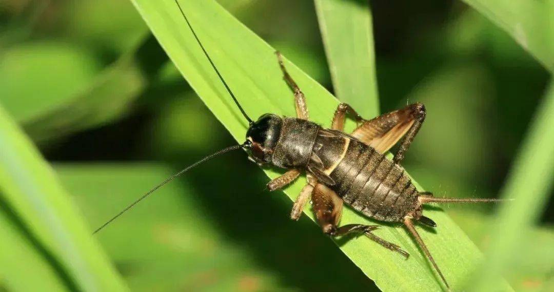 任总说蟋蟀_蛐蛐_叫声_阿牛