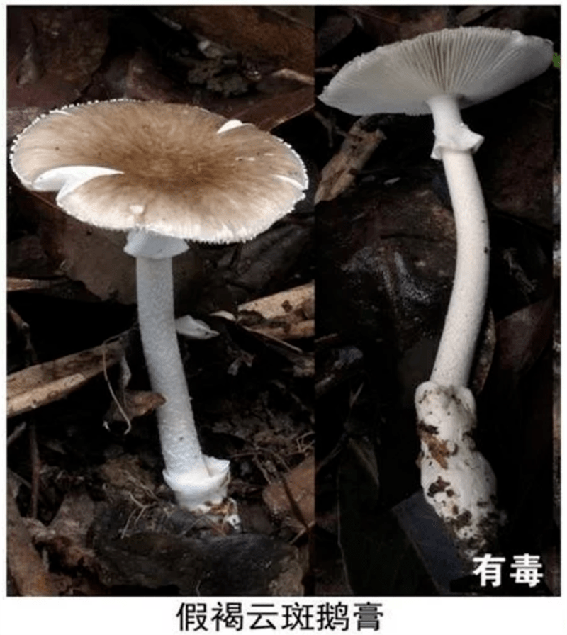 遮放农场2022年食用野生菌中毒防控预警公告