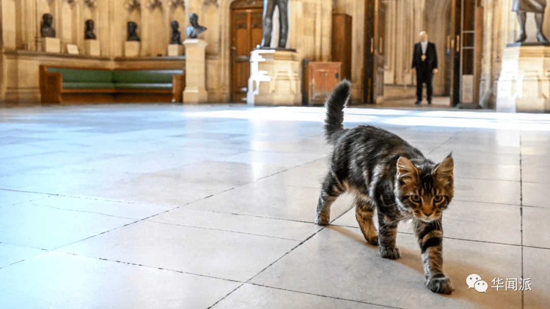 英国第一猫拉里的对手来了听名字就知是狠角色政坛猫已有500多年历史