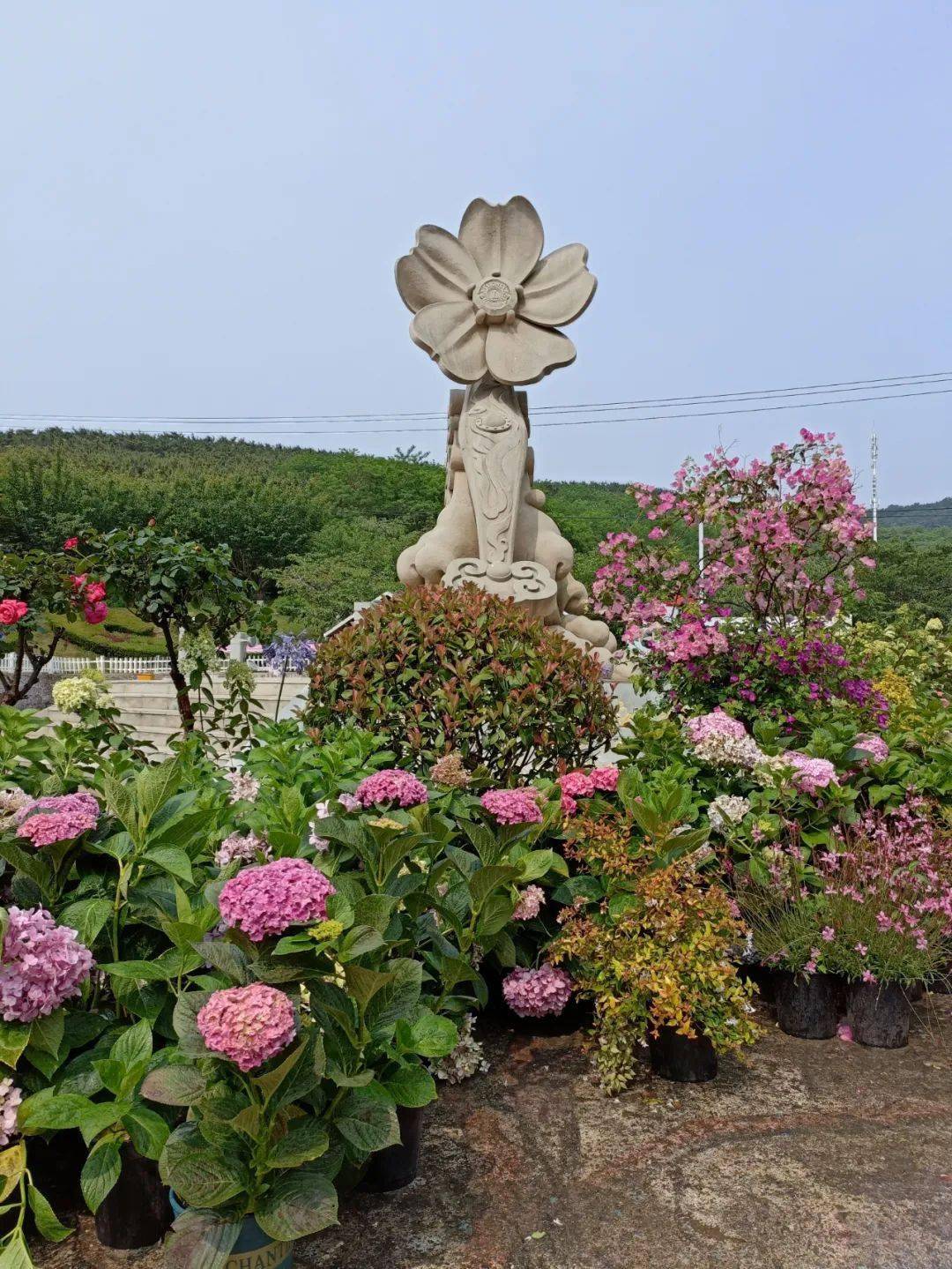 6月26日周日旅顺203景区玫瑰花海帆船出海喂海鸥观光美拍1日活动