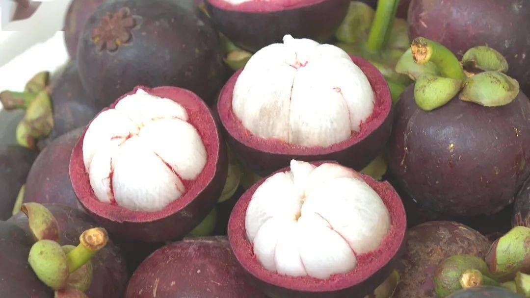 保亭山竹丰收季农户采摘忙