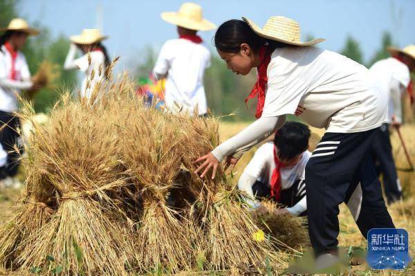 小学生"秋种夏收"麦飘香_沧县_小麦_西河