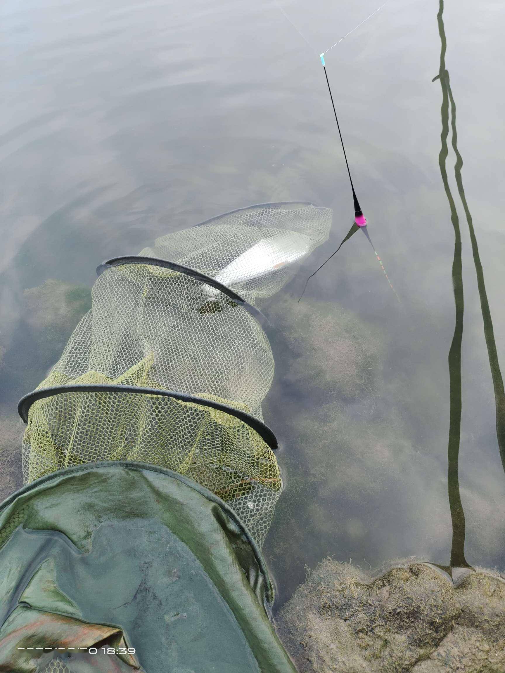 「6月鱼获」曾有孙悟空大闹天空,今有神戟大弯弓_鱼儿_上岸_饵料