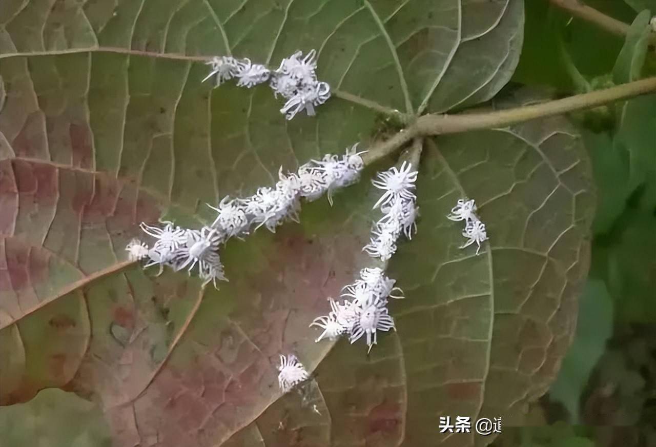 树上的蚧壳虫现在防治正当时一遍药就能解决问题