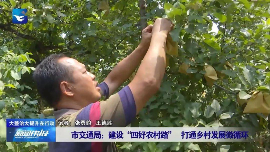 在信都區漿水鎮慄樹坪村,村民賈常青和愛人正在蘋果園裡忙活著.