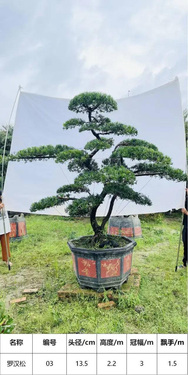 马后花园头径1215公分s型罗汉松盆景工程庭院适用