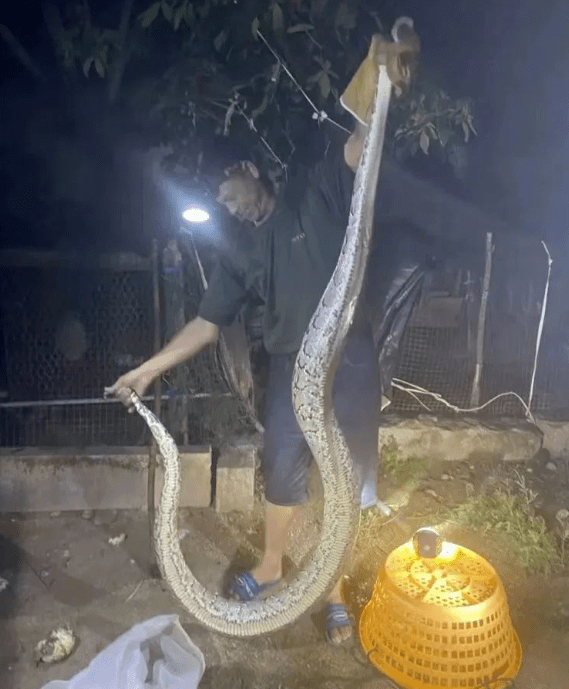 吓一跳漳州一村民家中惊现一条3米多长40多斤重的大蟒蛇