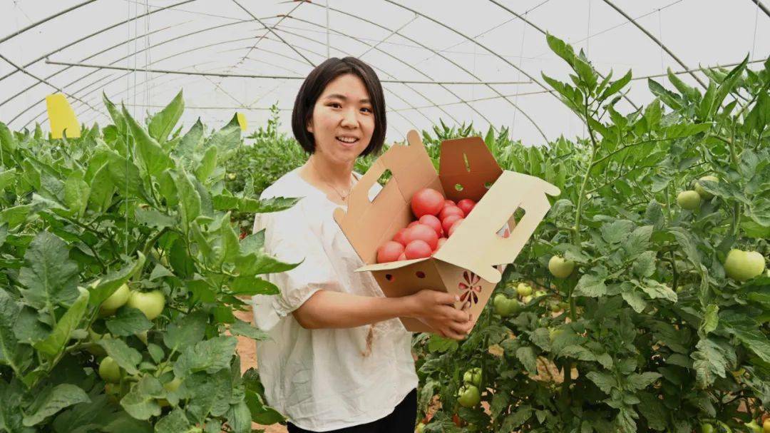 井陉番茄味儿西红柿迎来采摘季
