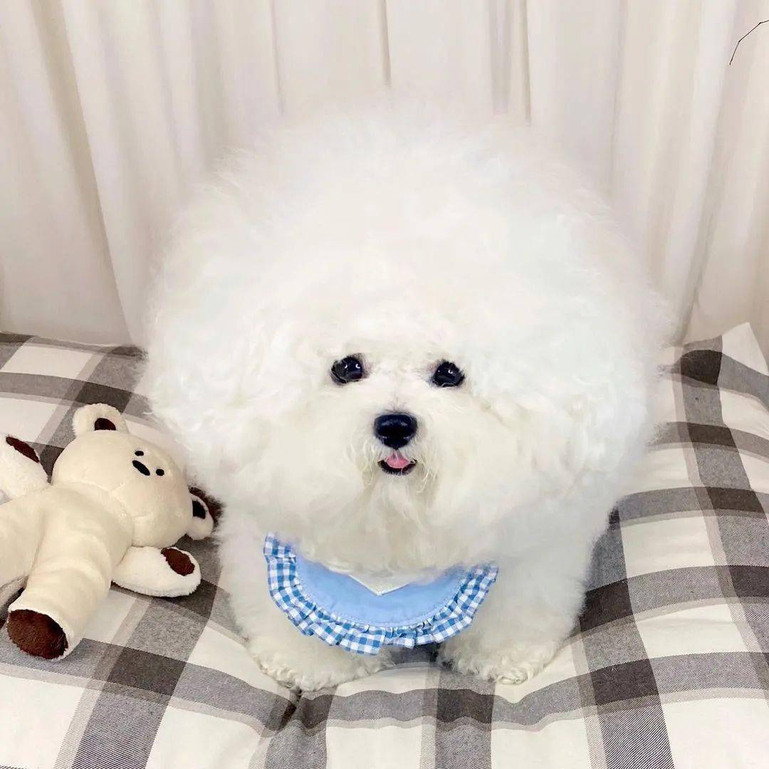 圆头小狗谁看了能忍住不戳戳