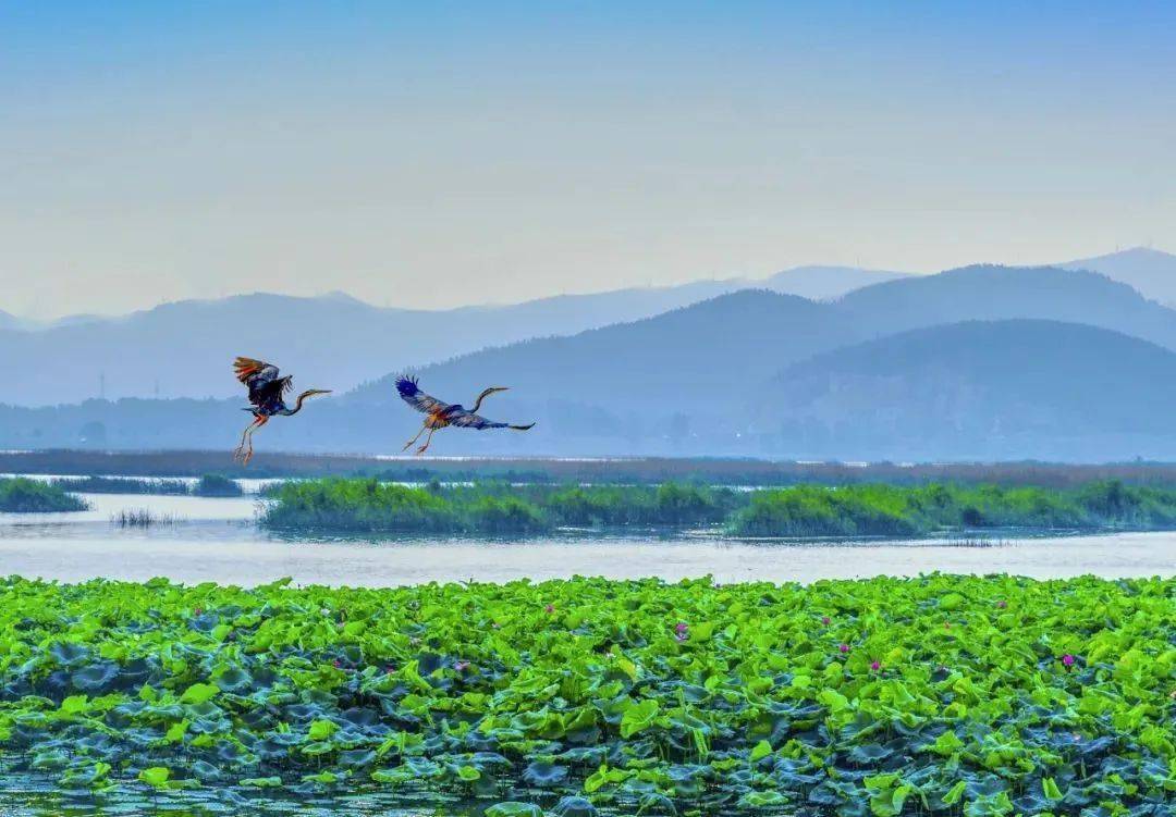 东平湖赏荷找寻宫崎骏笔下的夏天