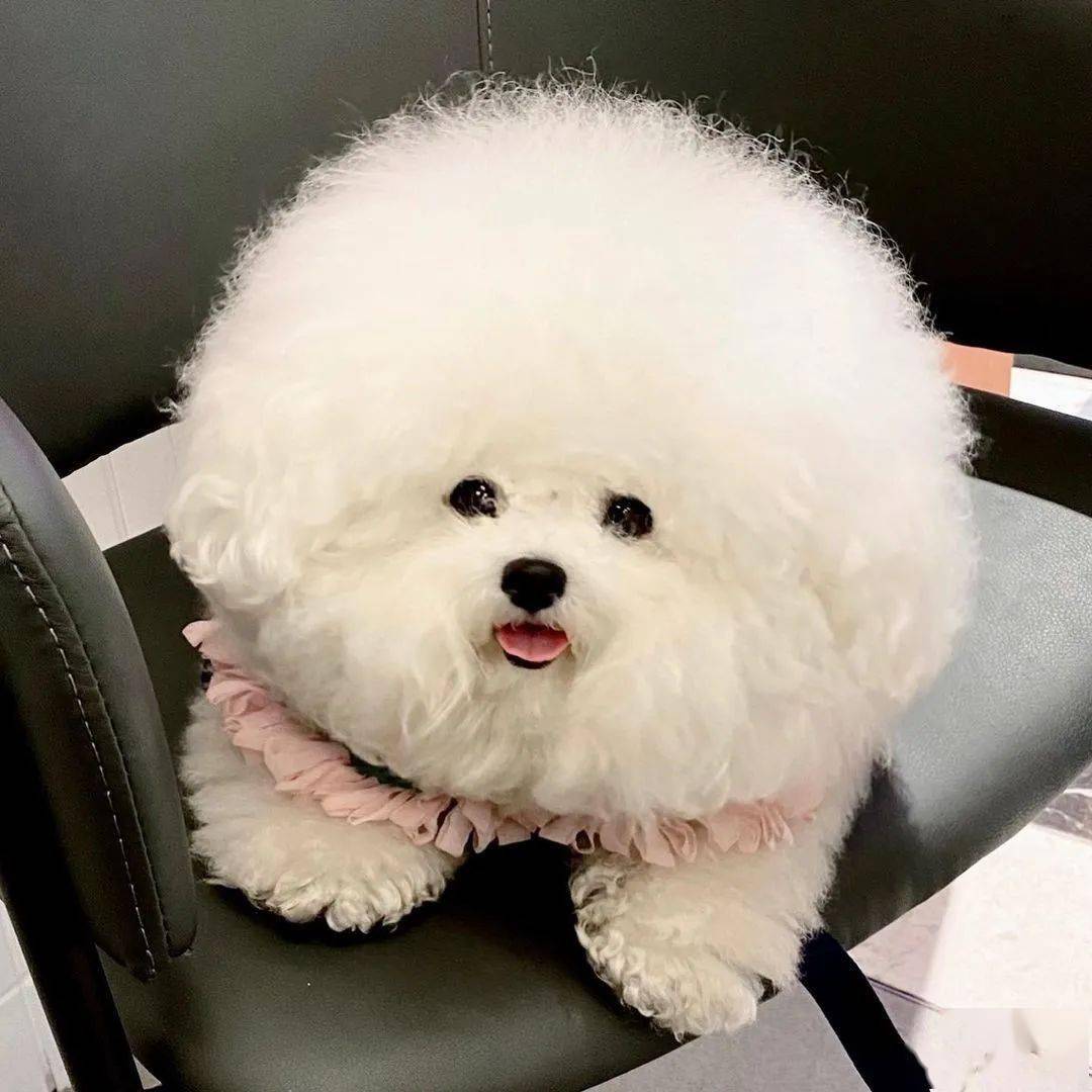 圆头小狗谁看了能忍住不戳戳