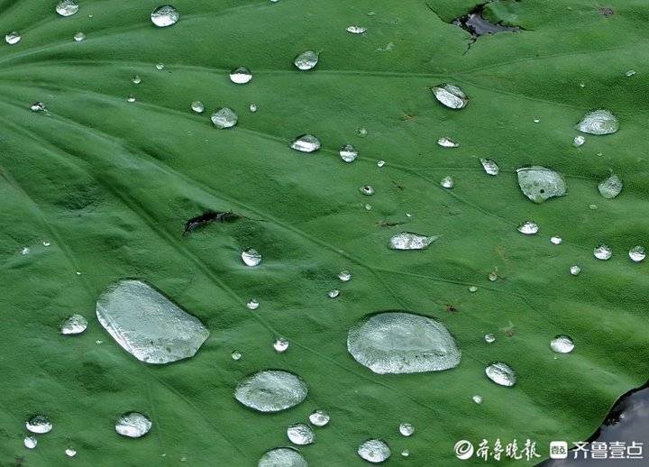 濟南好雨降明湖荷花荷葉大珠小珠落玉盤