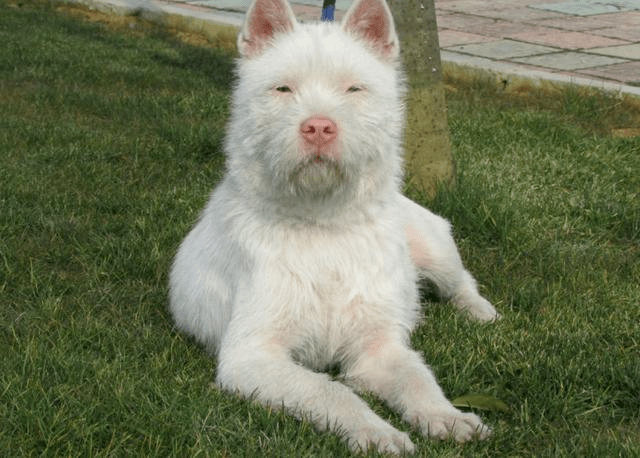 中国最猛的猎犬竟然是一只贵州的土狗