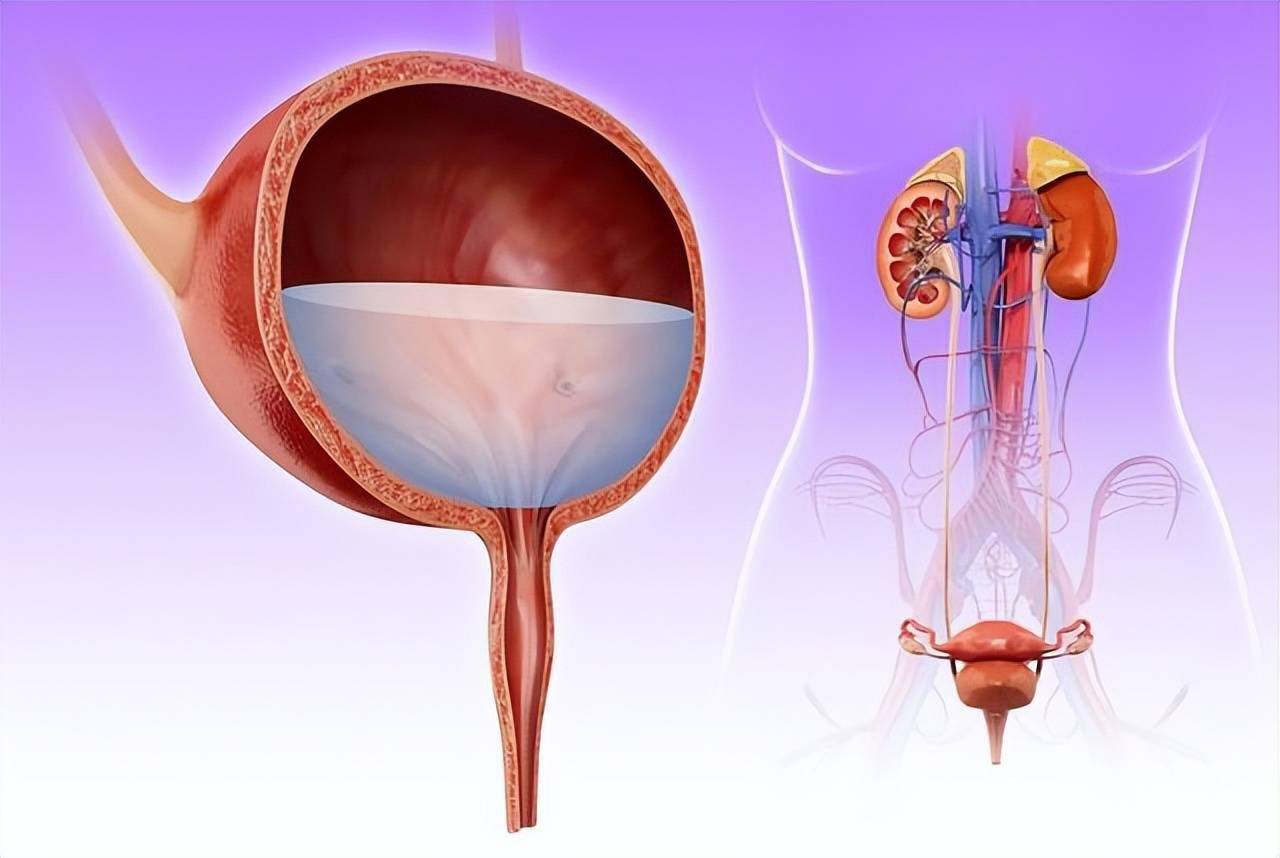 男性膀胱长什么样图片