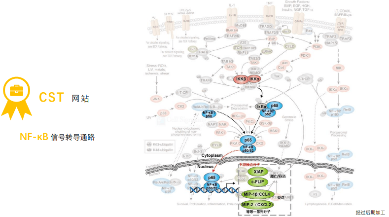 一图胜千言mapkpi3kaktwntnfκb等12个信号通路图解一目了然
