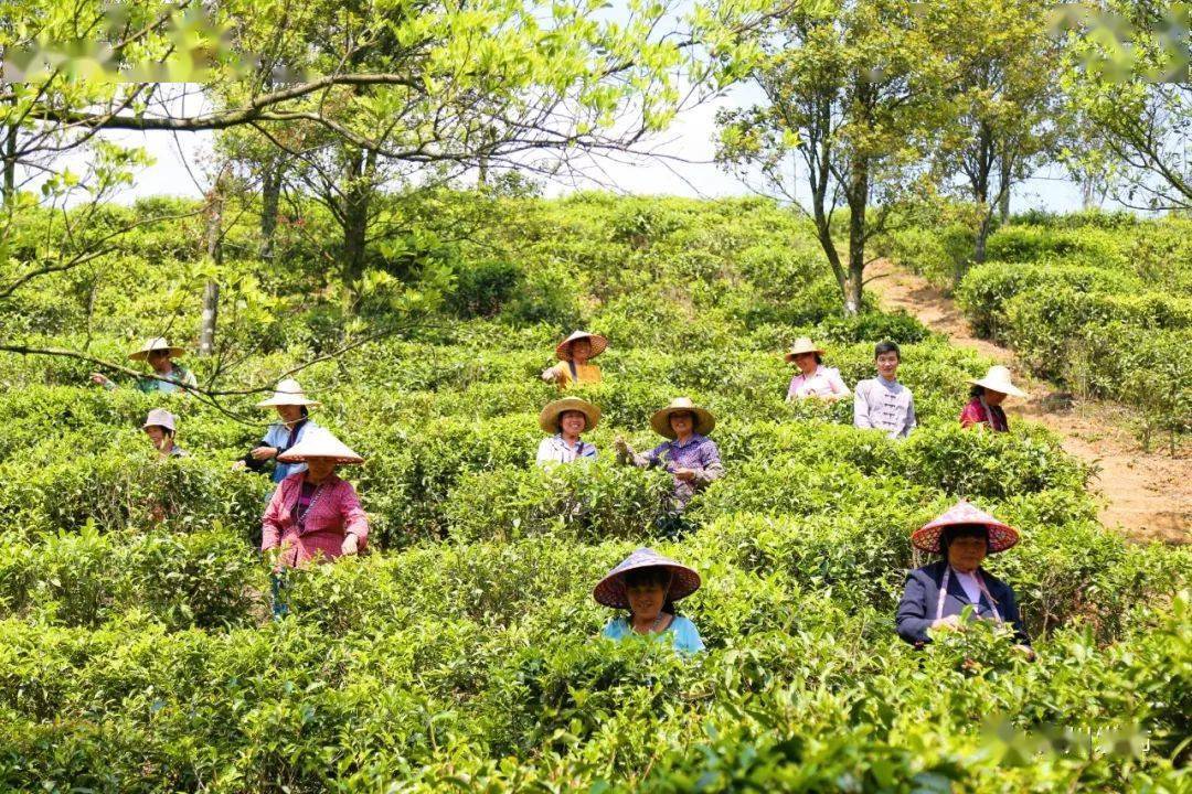 好茶如何"茶"颜观色_浦北_茶叶_刘周娟
