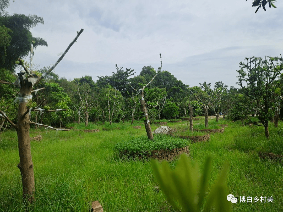 兩個合作社的種植基地連在一起,位於該鎮邦傑村社角屯,總共有兩百多畝