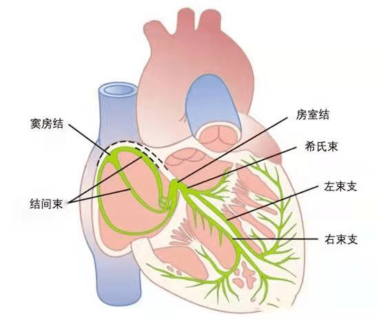 心脏钝缘支位置图图片