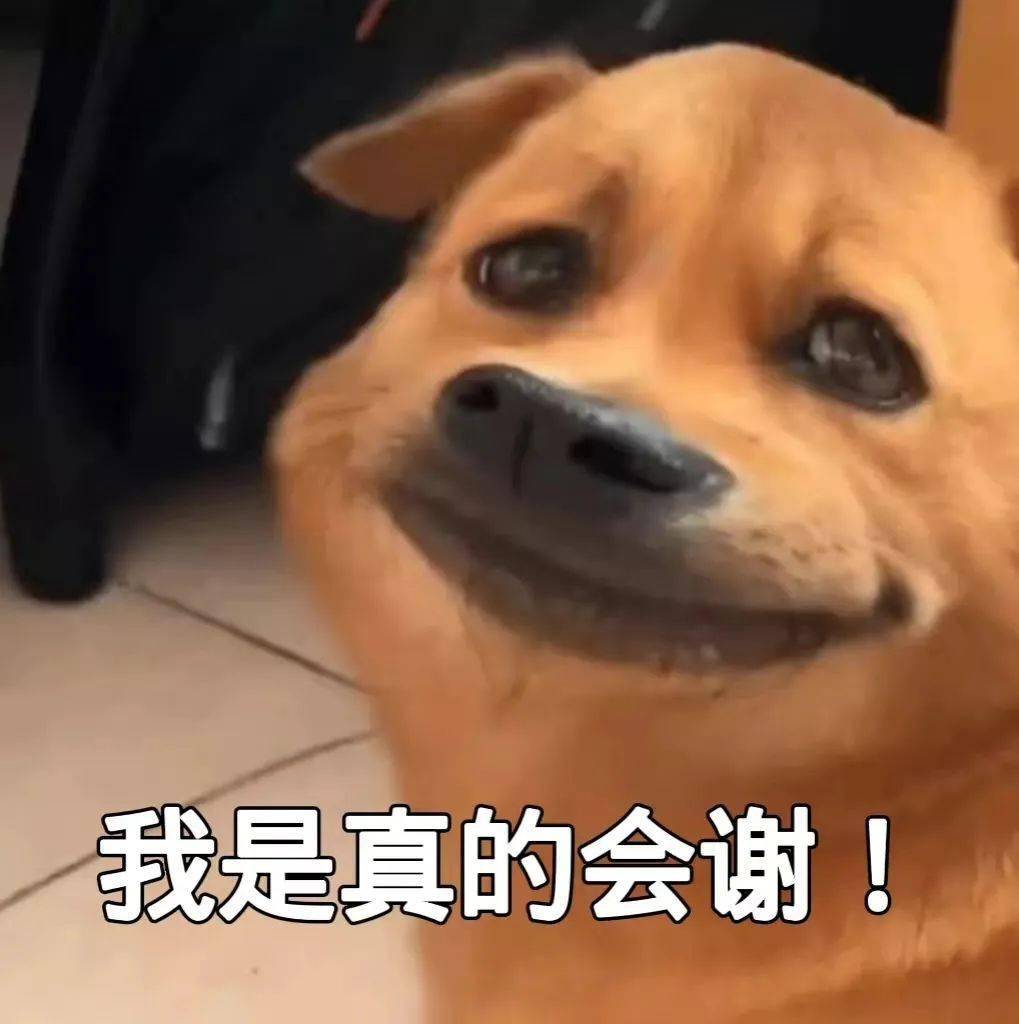 聊天沙雕表情包 你像个逆子