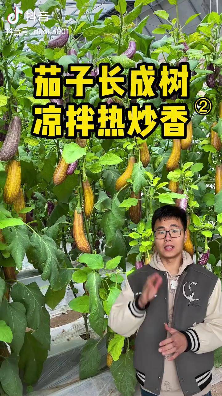 茄子长成树你说牛不牛茄子抖音618好物节一平米田园梦