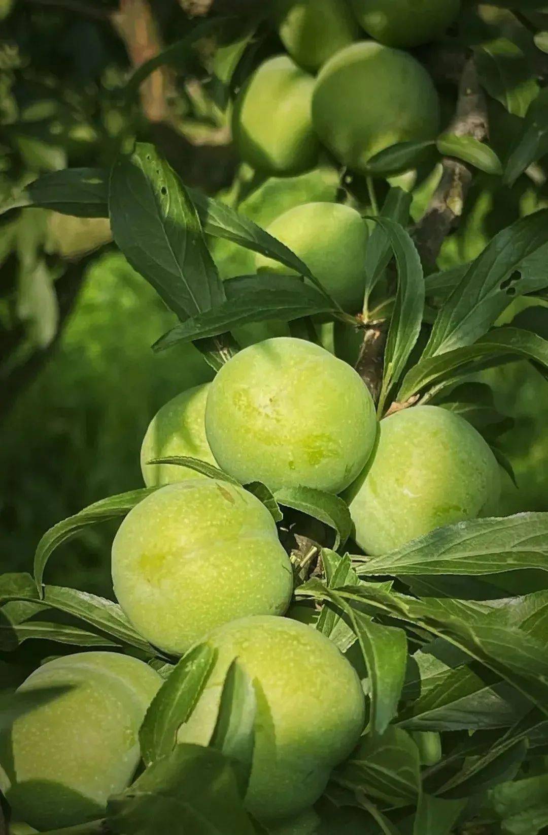 惹人垂涎像一颗颗绿宝石在阳光照射下口感爽脆的李子酸酸甜甜今年的
