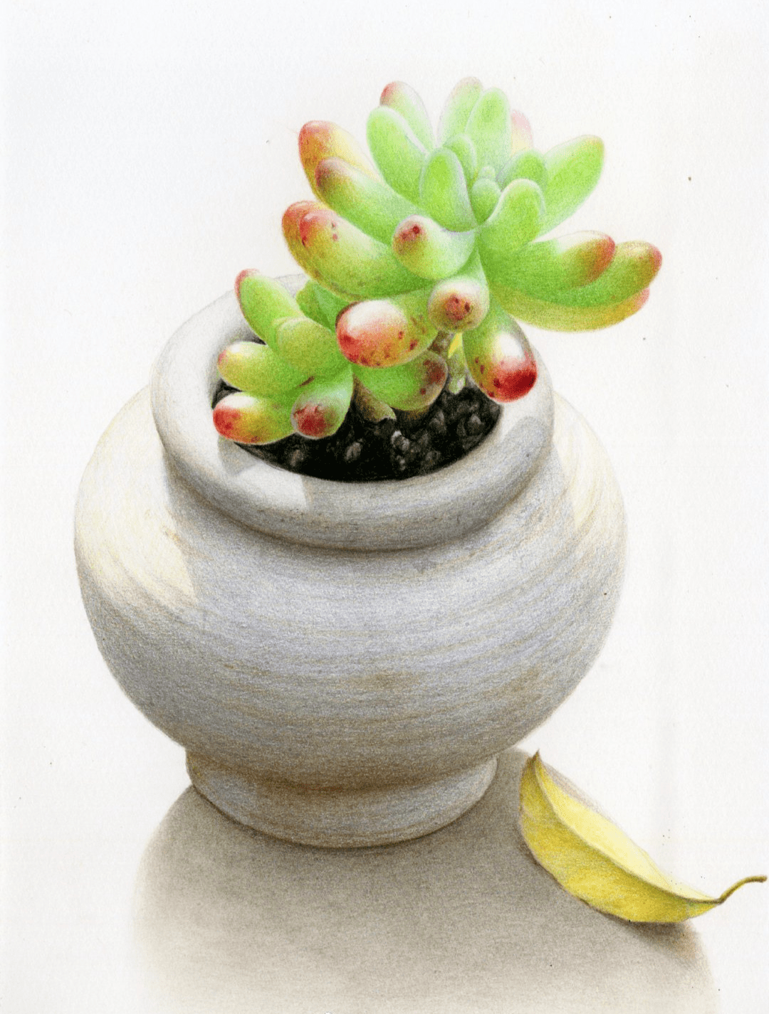 彩铅花卉作品彩铅手绘可爱的多肉植物