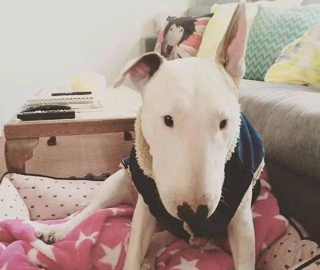 牛头梗不愧是怪异杀手怪异又有趣