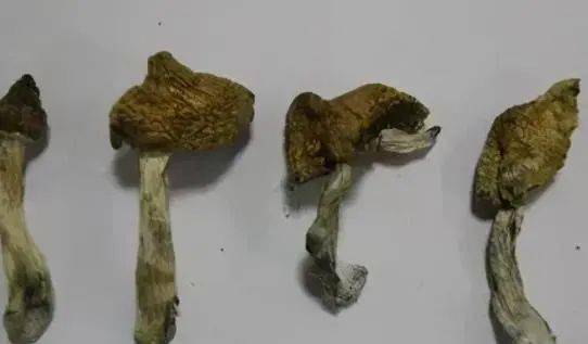 相思树皮药用价值图片