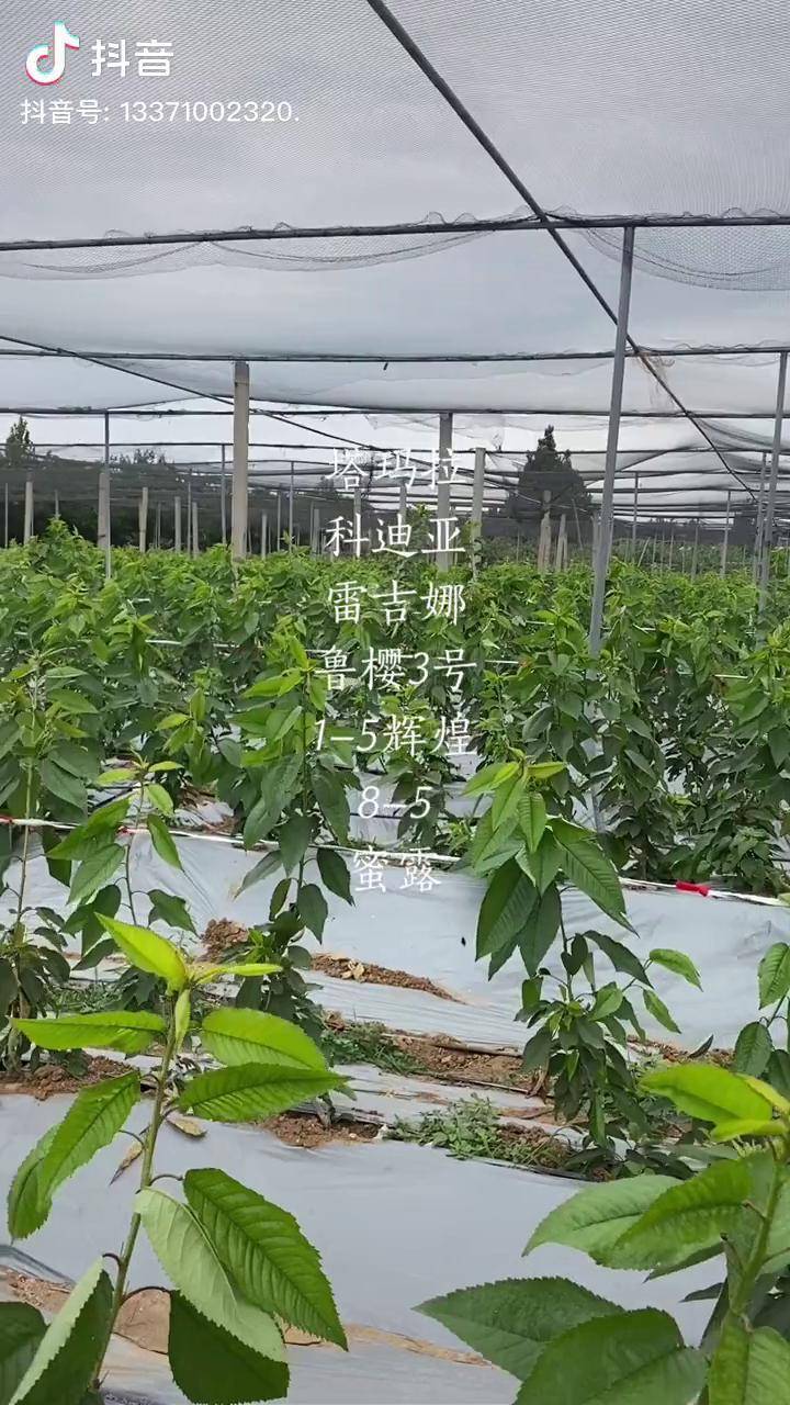 吉塞拉矮化樱桃苗秋后大量出苗,品种多,质量好.
