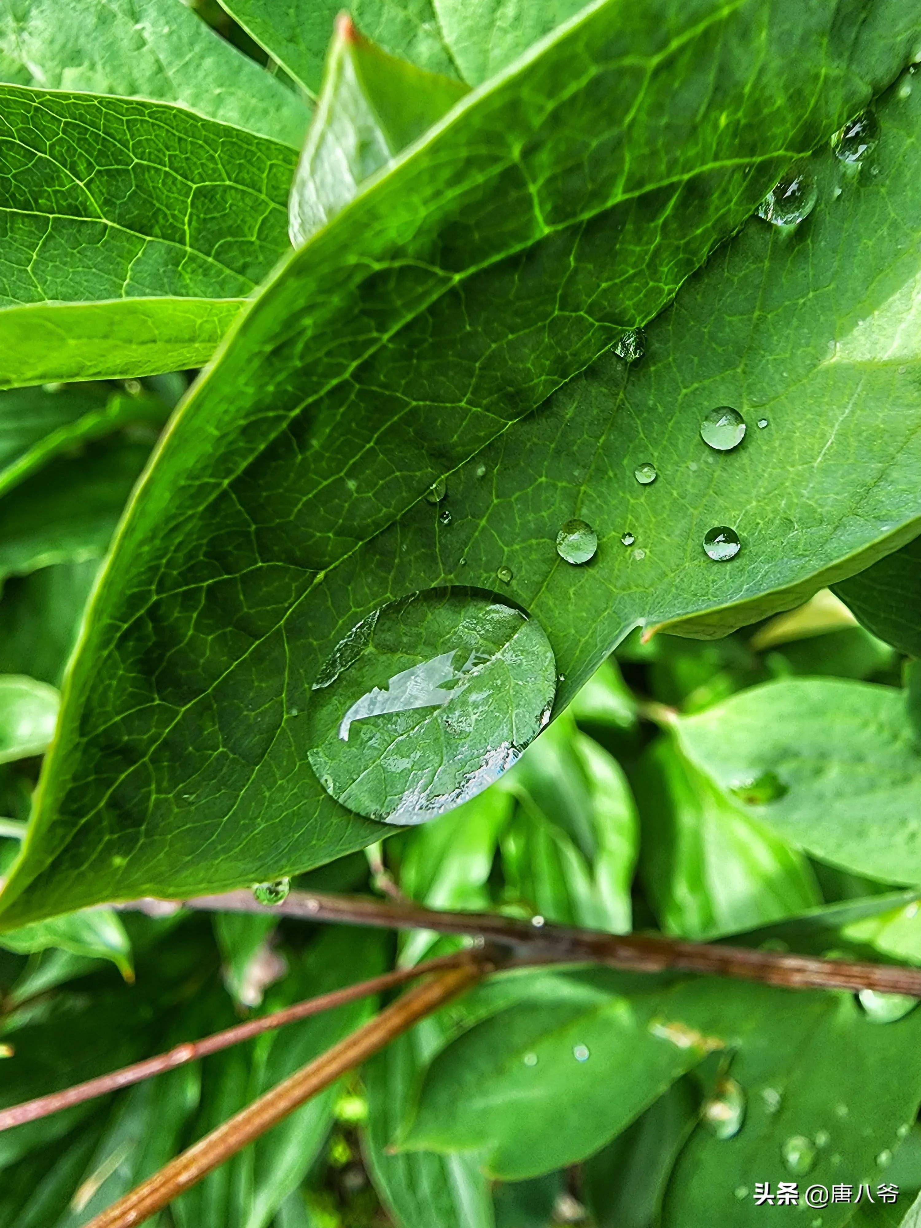 雨後露珠