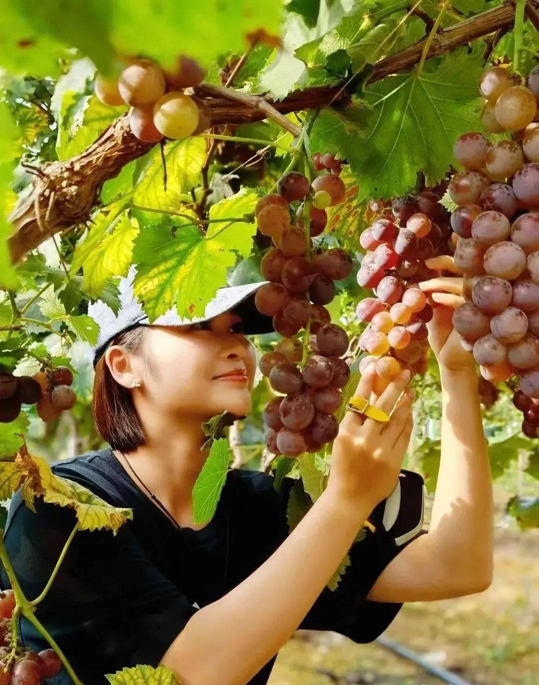 摘西瓜,烧烤,煮饭满满的一天亲子游玩日伊顿庄园地址:广州市花都区