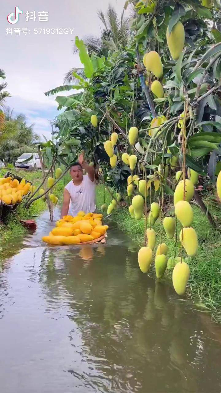 优质农产品芒果很忙口感特别好新鲜应季水果